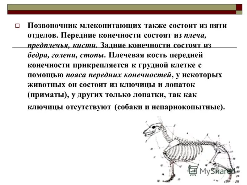 Строение скелета млекопитающих. Позвонки в шейном отделе млекопитающих. Опорно двигательная система скелет собаки. Осевой скелет собаки. Сколько отделов млекопитающих.