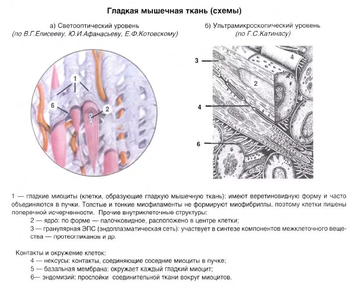 Строение клетки гладкая мышечная ткань. Гладкий миоцит строение гистология. Микроскопическое строение базальной мембраны. Строение мышечной ткани гистология. Схема строения гладкой мышечной ткани.