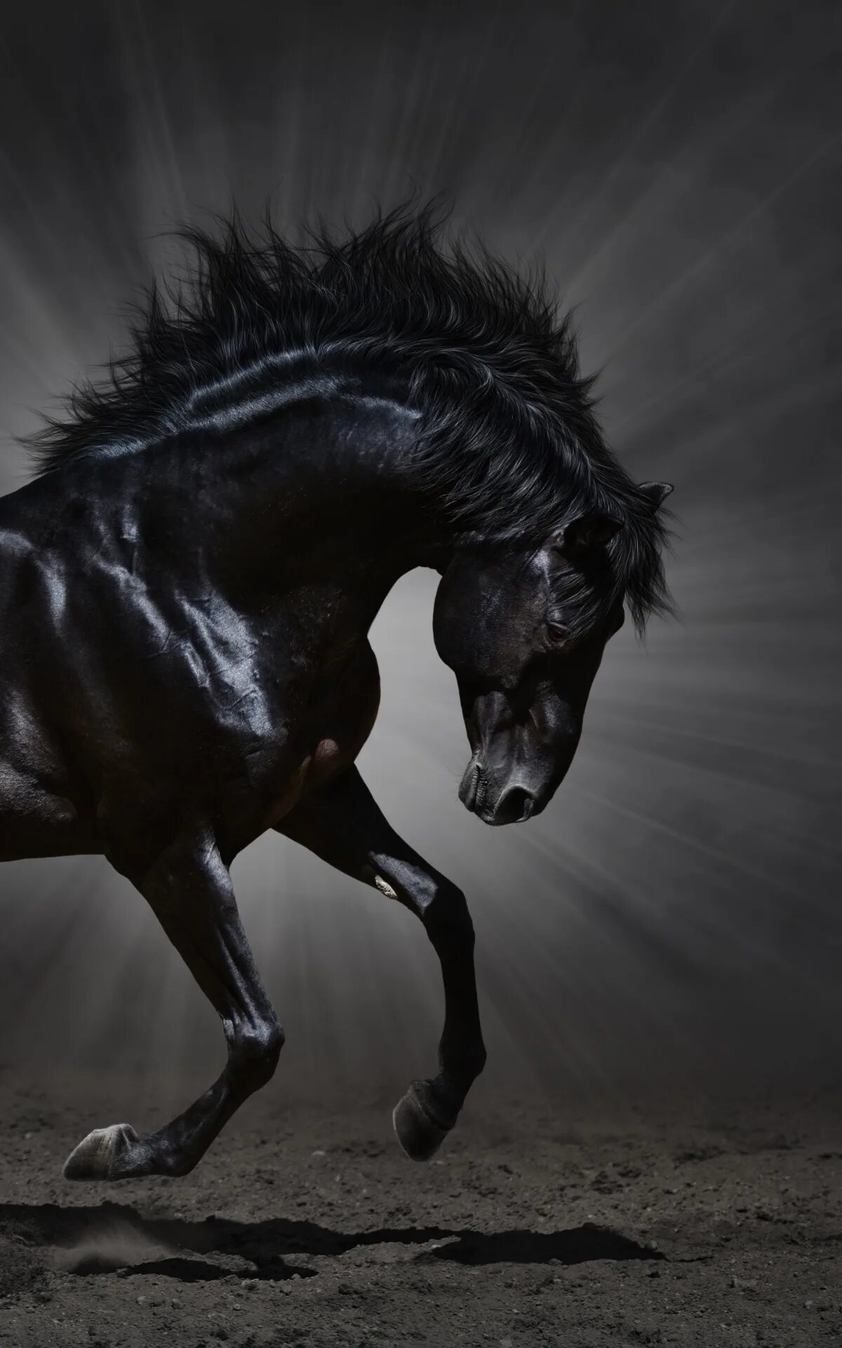 Лошадь в темноте. Лошадь Мустанг иноходец. Когут Блэк Хорс. Мустанг лошадь черный. Красивый конь.