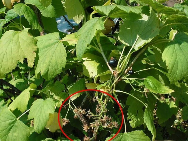 Вертициллез смородины. Антракноз красной смородины. Зеленая крапчатость смородины. Махровость черной смородины. Болезни кустов смородины.