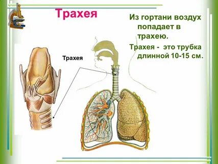 Трахея относится к органам дыхания