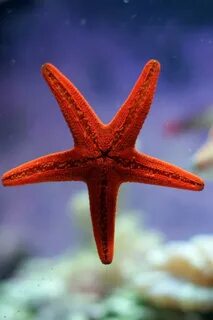 Какие бывают морские