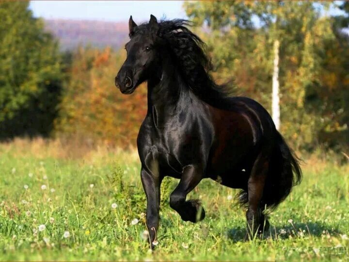 Лошадь Horse Лошади, Фотографии лошадей, Собаки