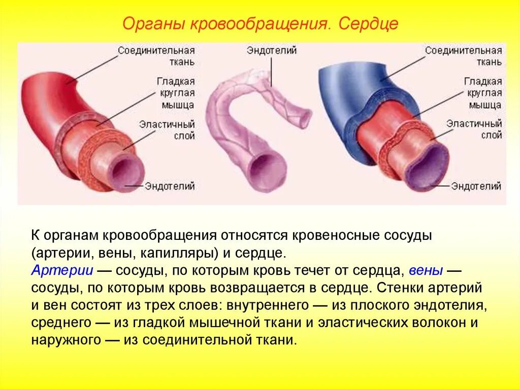Органы кровообращения 8 класс. Строение стенки сосудов сердца. строение кровеносных сосудов органы кровообращения. строение кровеносных сосудов строение сердца. строение стенки кровеносных сосудов.