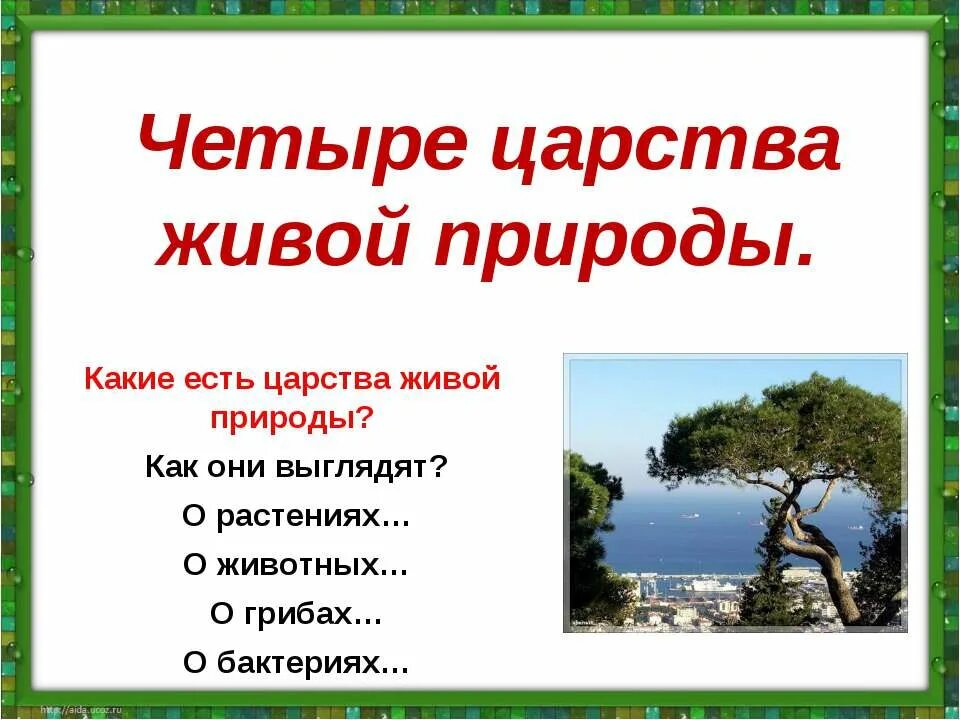 4 царств 8. 4 царства. круглое царство 4 класс.