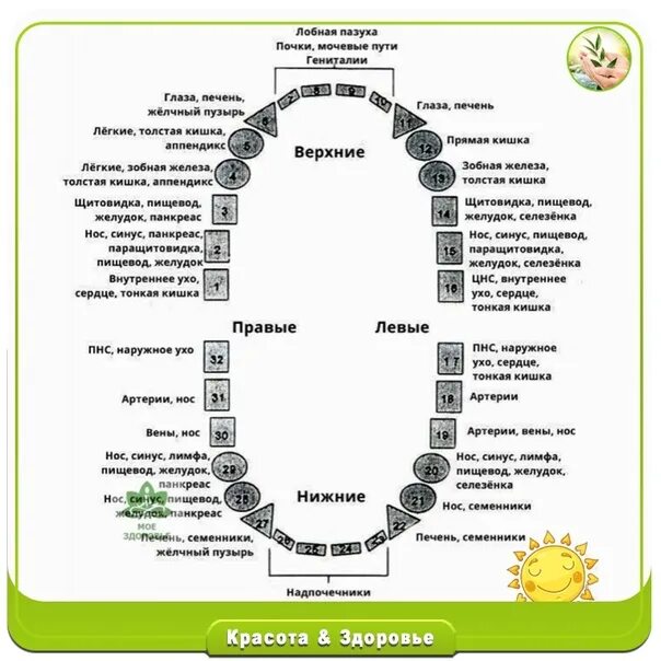 Связь зубов с органами. Связь зубов с внутренними органами. Какой зуб отвечает за какой орган. За какие органы отвечают зубы. Связь зубов и внутренних органов схема.