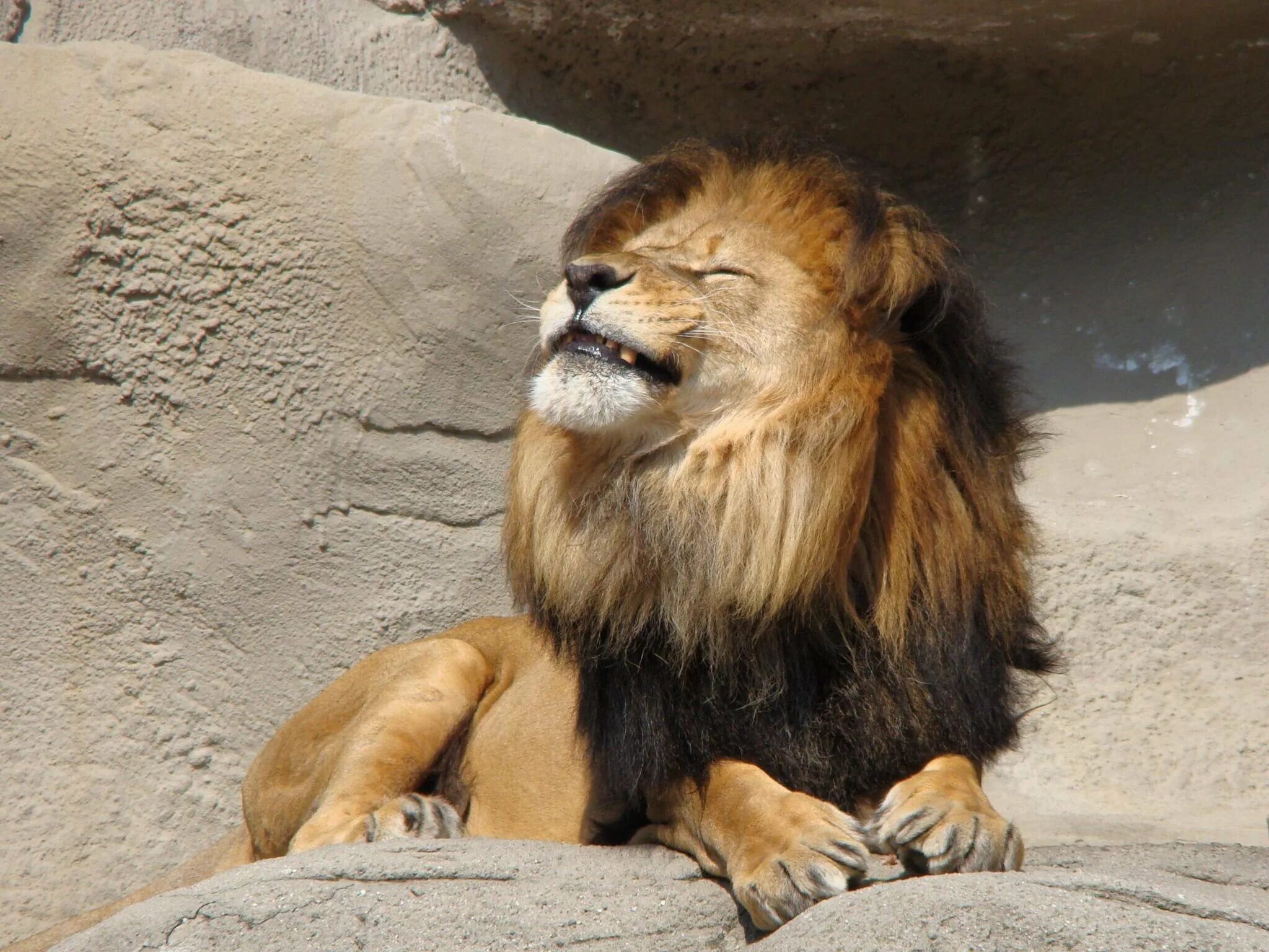 Довольный лев. Лев показывает язык. Довольный лев. Лев с высунутым языком. Левый довольно.