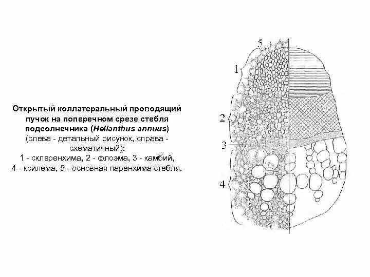 Срез стебля подсолнечника. Коллатеральный открытый проводящий пучок стебля. Коллатеральный открытый проводящий пучок подсолнечника. Паренхима и коллатеральный пучок. Поперечный срез проводящего пучка картофеля Ксилема.