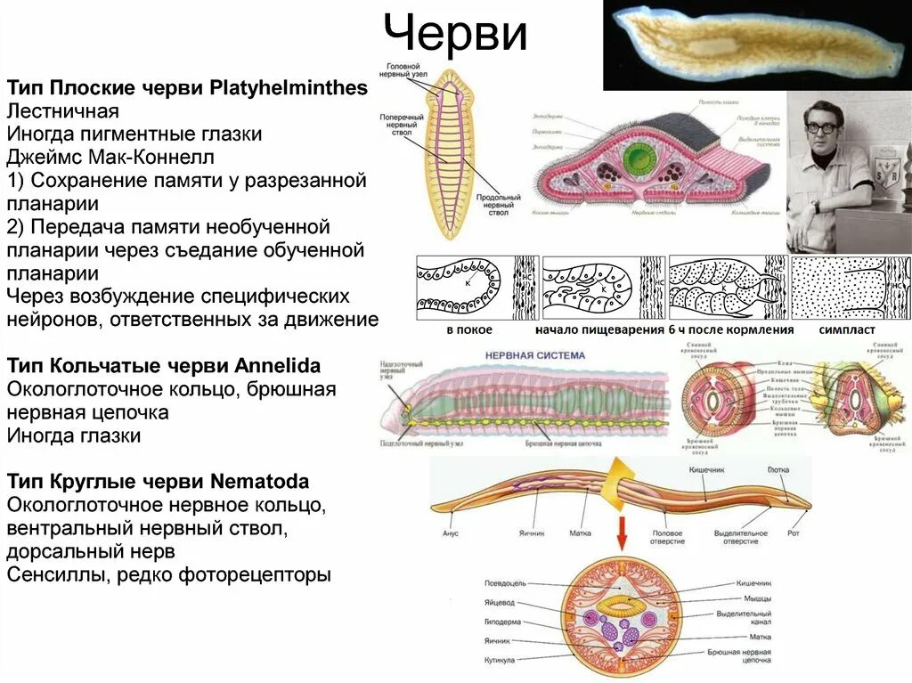 Развитие систем органов у червей. Нервная система лестничного типа у плоских червей. Нервная система плоских червей 7 класс таблица. Нервная система плоских круглых и кольчатых червей. Система органов плоских червей нервная система.