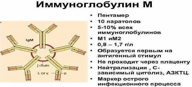 Иммуноглобулин м у детей. IGM строение иммуноглобулина. Строение иммуноглобулина м. Структура иммуноглобулина м. Иммуноглобулин м строение молекулы.