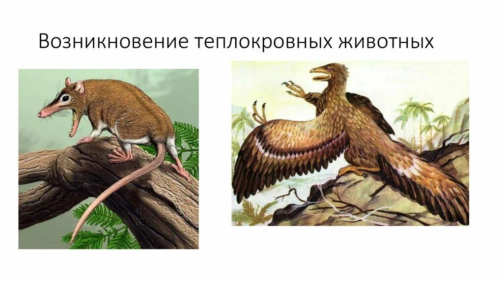 Теплокровные и холоднокровные организмы. Теплокровные животные. Многообразие млекопитающих. Первое теплокровное животное. Теплокровные позвоночные.