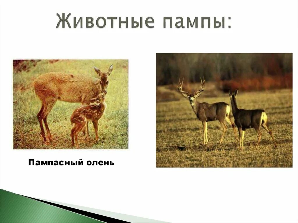 Пампа природная зона южной америки. Пампасный олень Южной Америки. Пампасский олень в Южной Америке. Животный мир пампы в Южной Америке. Пампа растения и животные.