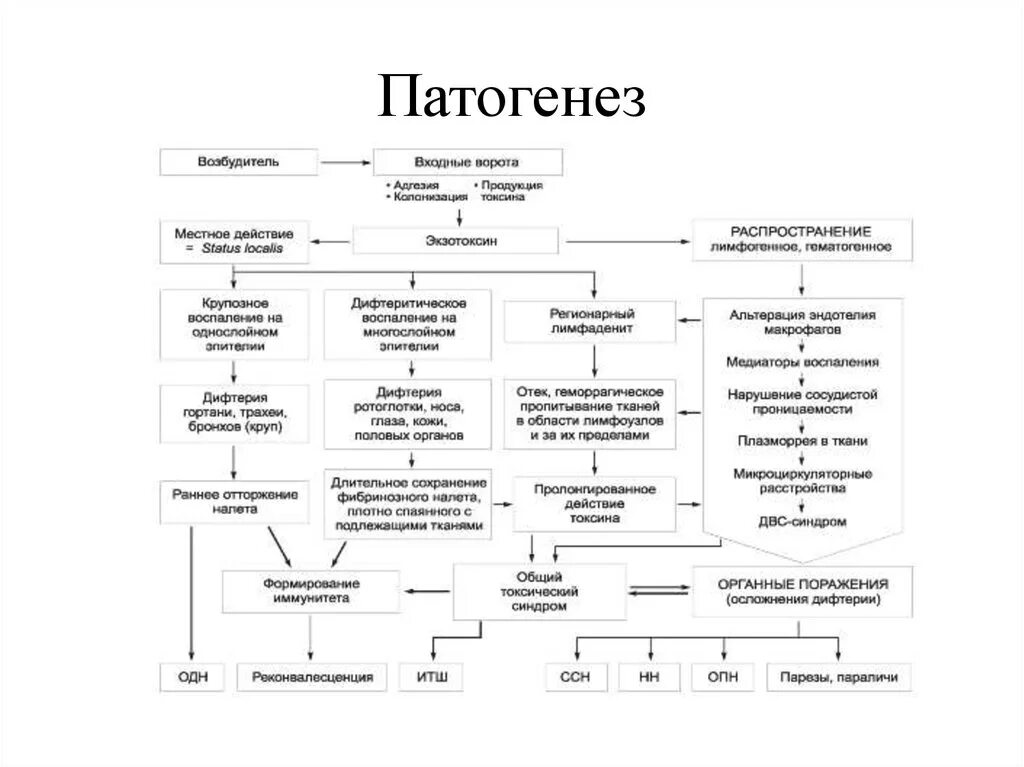 Патогенез дифтерии схема. Патогенез дифтерии. Патогенез и клиническая картина при дифтерии. Этиология дифтерии