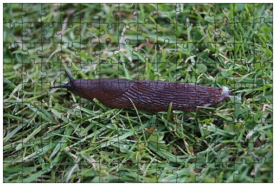 Мадагаскарские слизни. Брюхоногие моллюски слизни. Слизень limax maximus. Слизень лимацид. Слизень лимакс максимус.