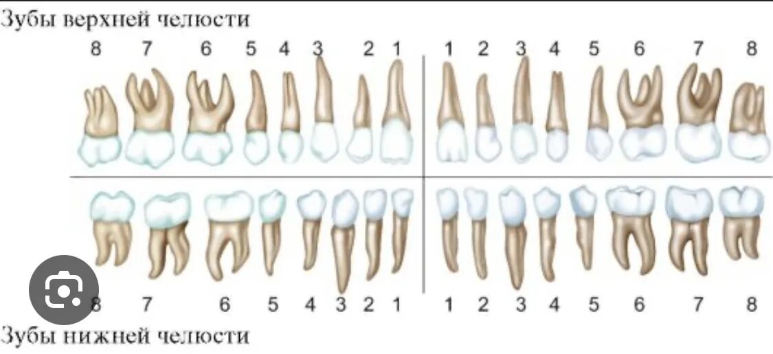 Сколько стоят зубы человека. Корни зубов человека нижней челюсти. Анатомия челюсти и зубов верхней нижней челюсти.