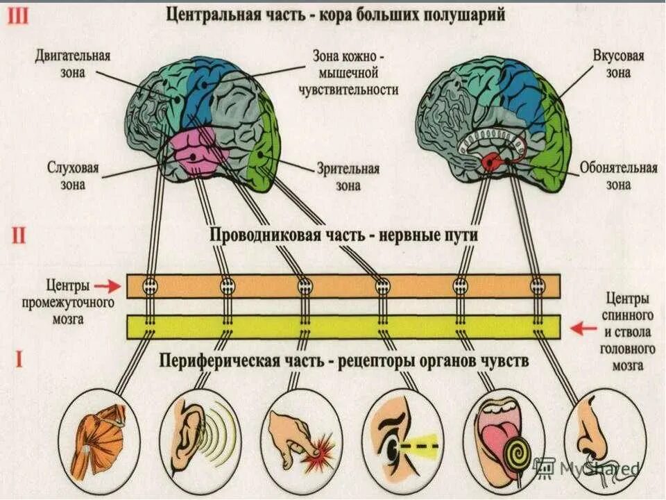 Орган определение анатомия