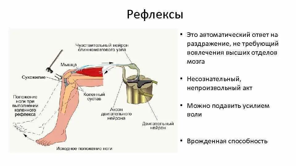 Путь коленного рефлекса. Безусловный коленный рефлекс. Рефлекс это в биологии 8 класс. Рефлекторная дуга коленного рефлекса.