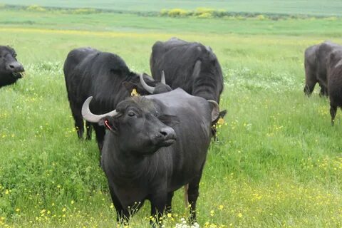 Manda bala ariis