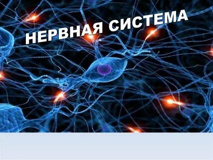 Игры нервной системы