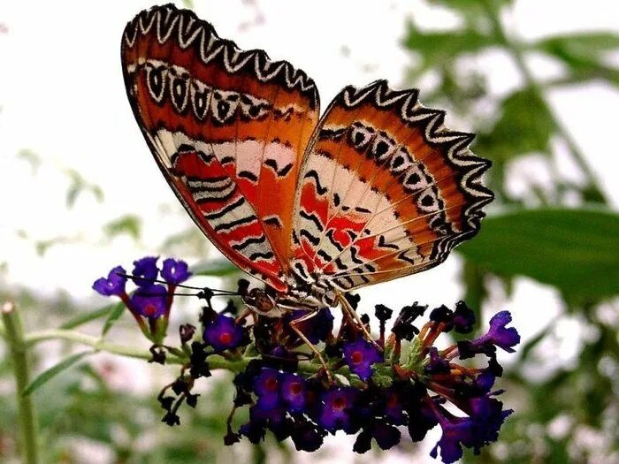бабочки на праздник. 19 июня день бабочек. июнь бабочки. июнь бабочки. красивые бабочки.