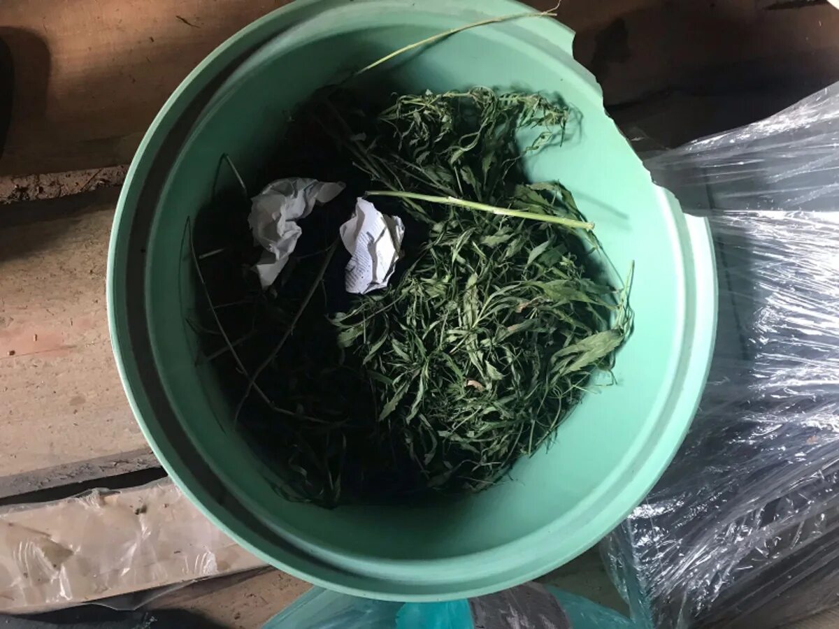 Килограмм марихуаны. Тверская область Зубцовский район марихуана. Дудорово Тверская область марихуана. Летом 2019 года в гараже нашли 5 кг травы.
