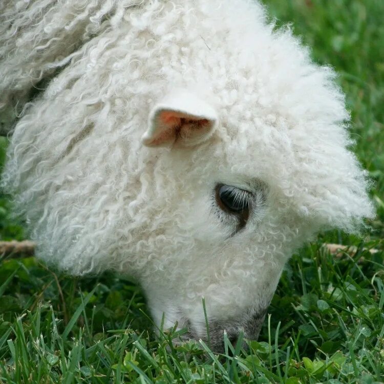 Сайт wool lamb