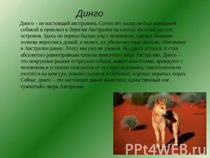 Проблематика произведения собака динго