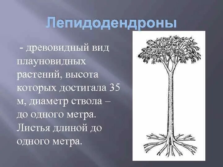 Лепидодендрон палеозой. Плаун лепидодендрон. Лепидодендроны-ЧЕШУЕДРЕВЫ. Лепидодендрон дерево.