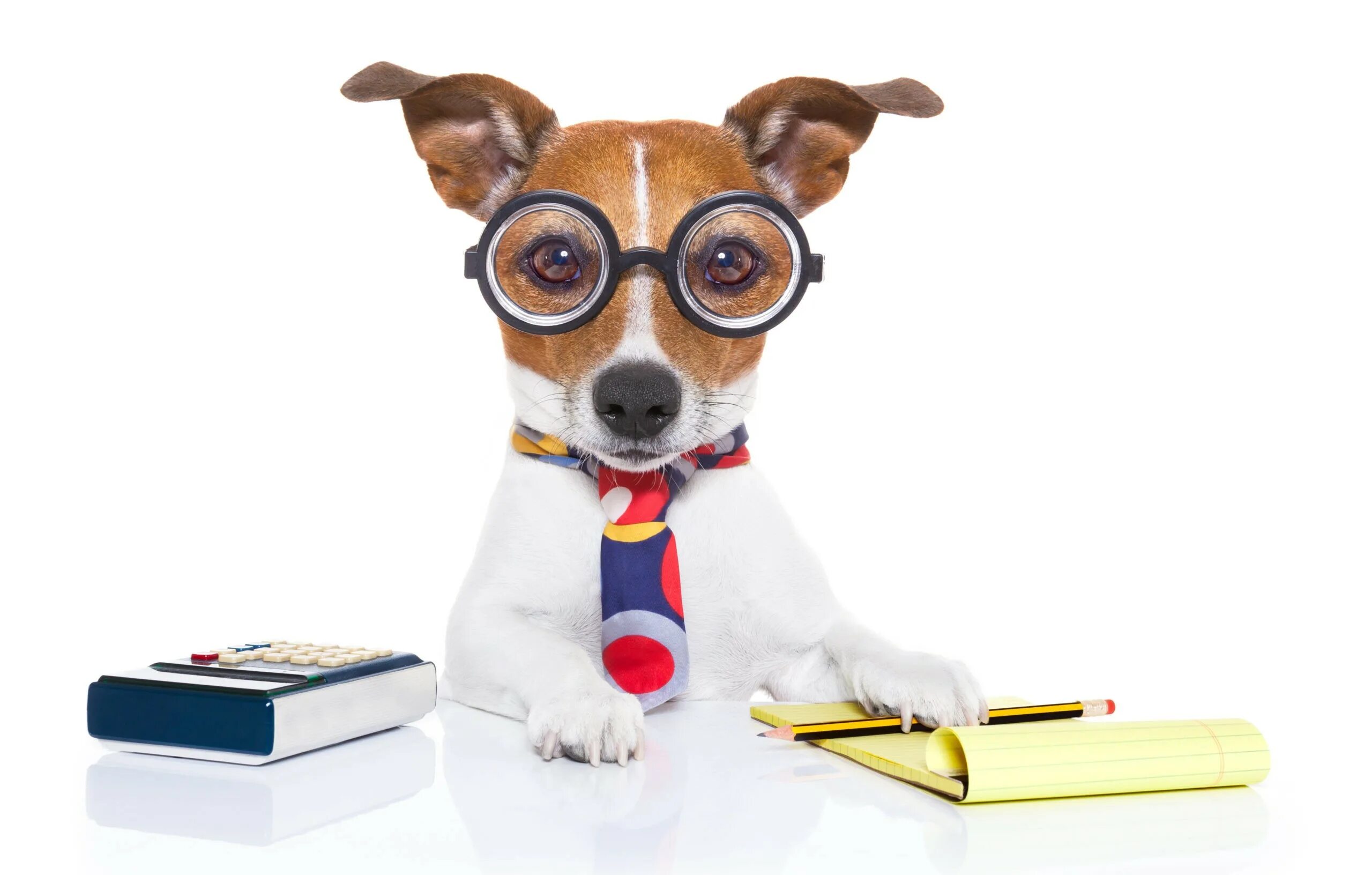 Животные в офисе. Бодхи собака. Собаки детекторы. Собаки биодетекторы. Собака офисный работник.