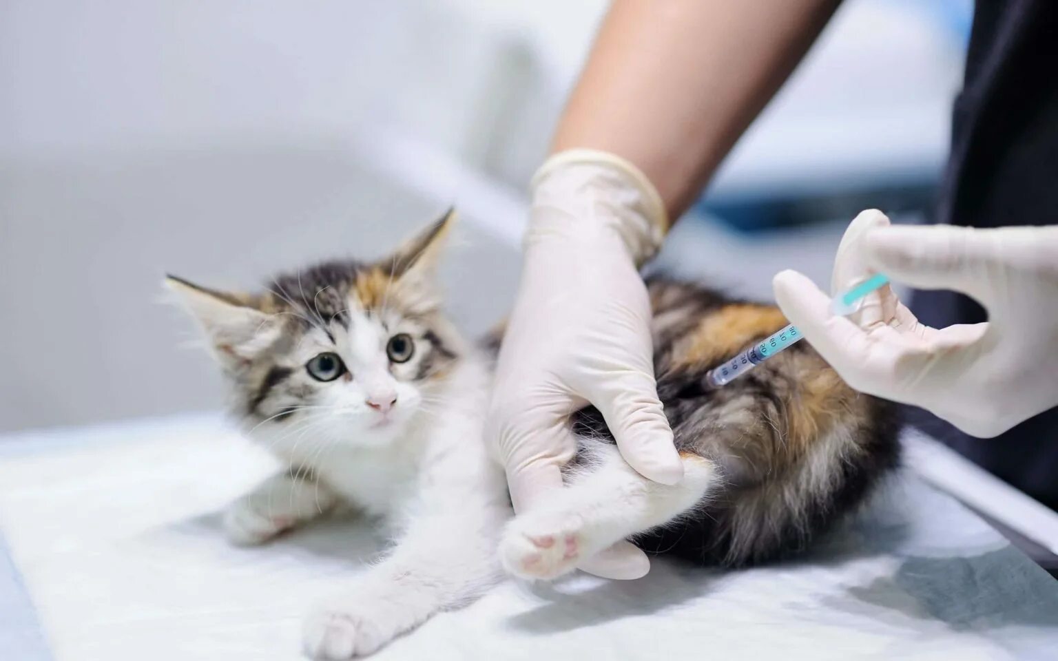 Прививки кошке перед дачей. Вакцинация животных. Вакцинация кота. Прививка для кошек. Вакцинация от бешенства кошек.