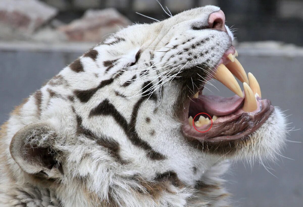 Самым крупным хищным млекопитающим. Клыки тигра Саблезубый тигр. Оскал бенгальского тигра. Сибирский тигр белый Саблезубый.