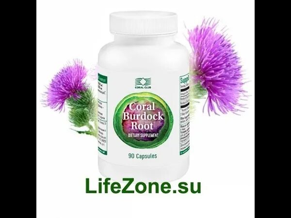 Lifezone. Бурдок рут. Coral Бурдок рут. Бурдок Корал клаб. Корень лопуха Бурдок.