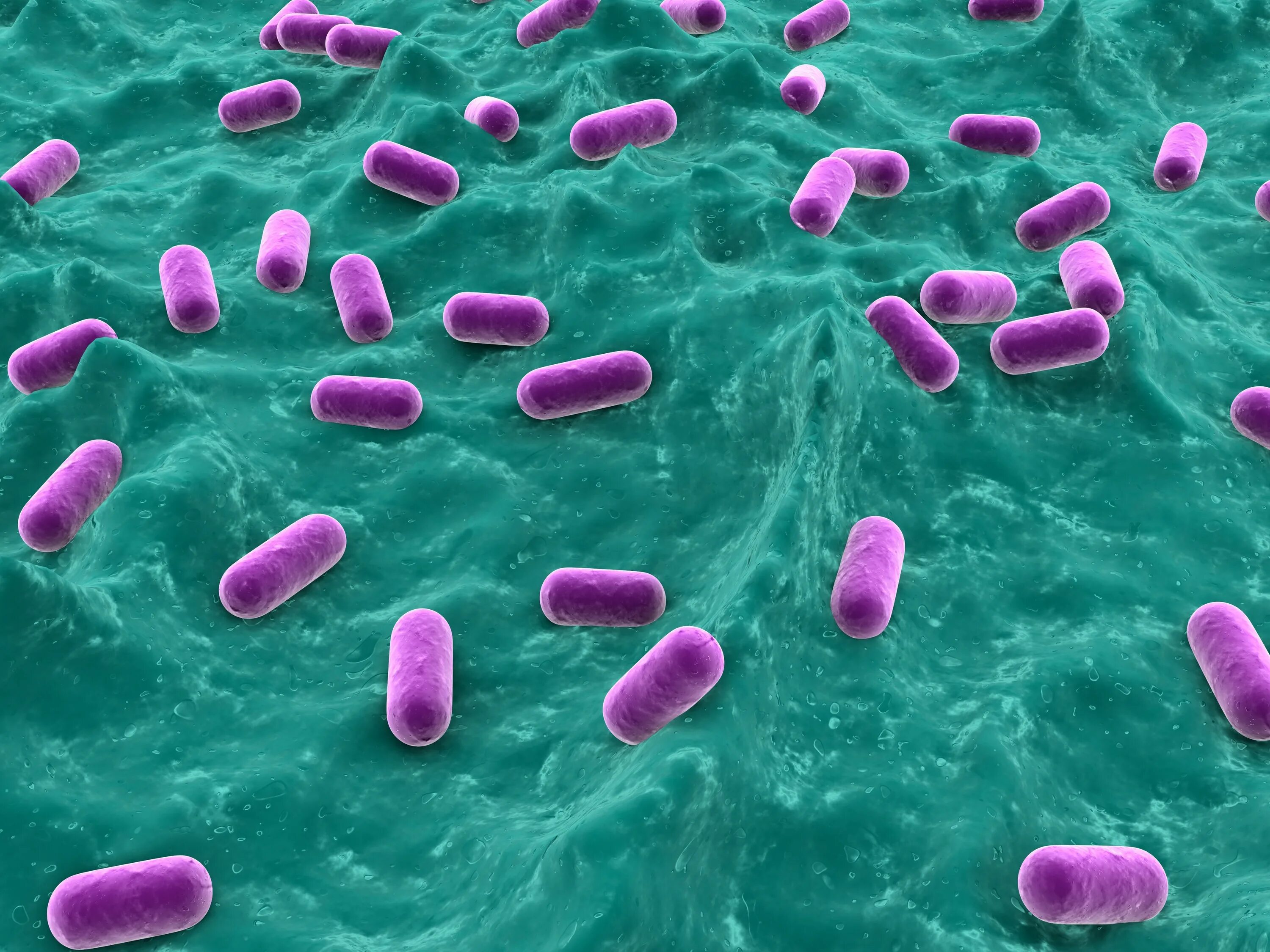 Палочка бифидобактерии. Лактобациллы (Lactobacillus). Лактобациллы дисбактериоз. Лактобактерии и бифидобактерии. Бифидобактерии Lactobacillus.