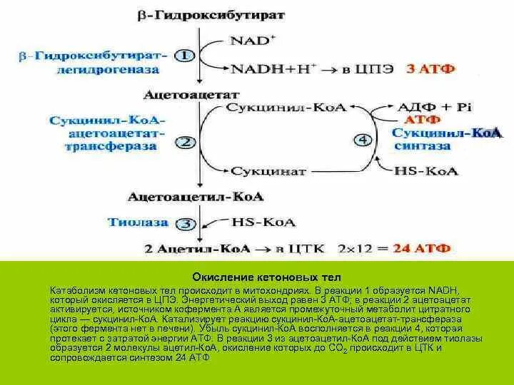 Расщепление атф какой фазе. Синтез жирных кислот Синтез АТФ. Бета окисление жирных кислот сколько АТФ. Схема окисления жирных кислот в цикле. Синтез кетоновых тел из жирных кислот.