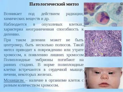 Нарушение фаз митоза патологические изменения