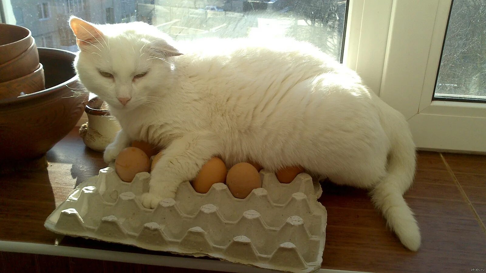Кошачьи яйца. Яичный кот. Смешные кошачьи яйца. Кошке можно давать яйцо
