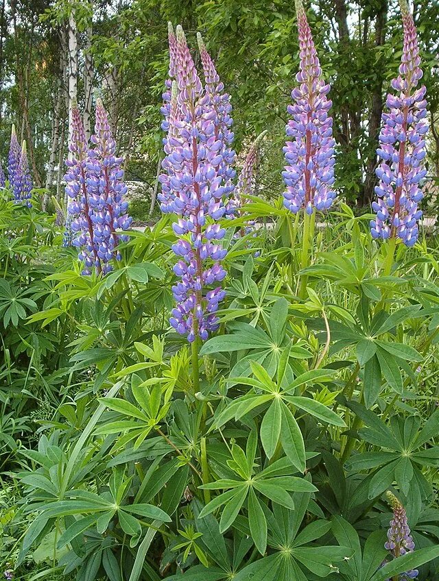 File:IMG 6794-Lupinus polyphyllus.jpg - Wikimedia Commons