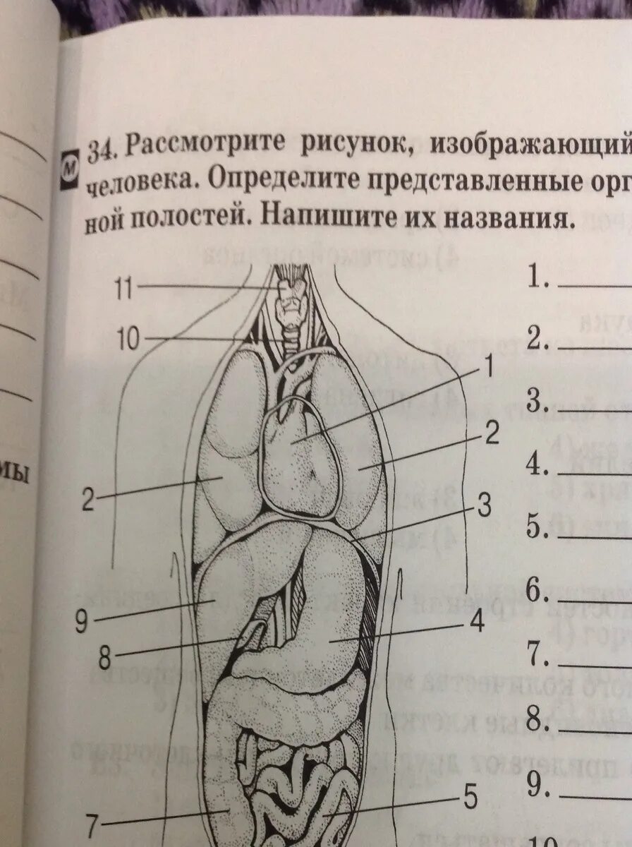 Строение внутренних женских органов человека. Женские внутренние органы расположение. Строение внутренних органов женщины. Размещение внутренних органов человека схема. Схема расположения органов у женщины.