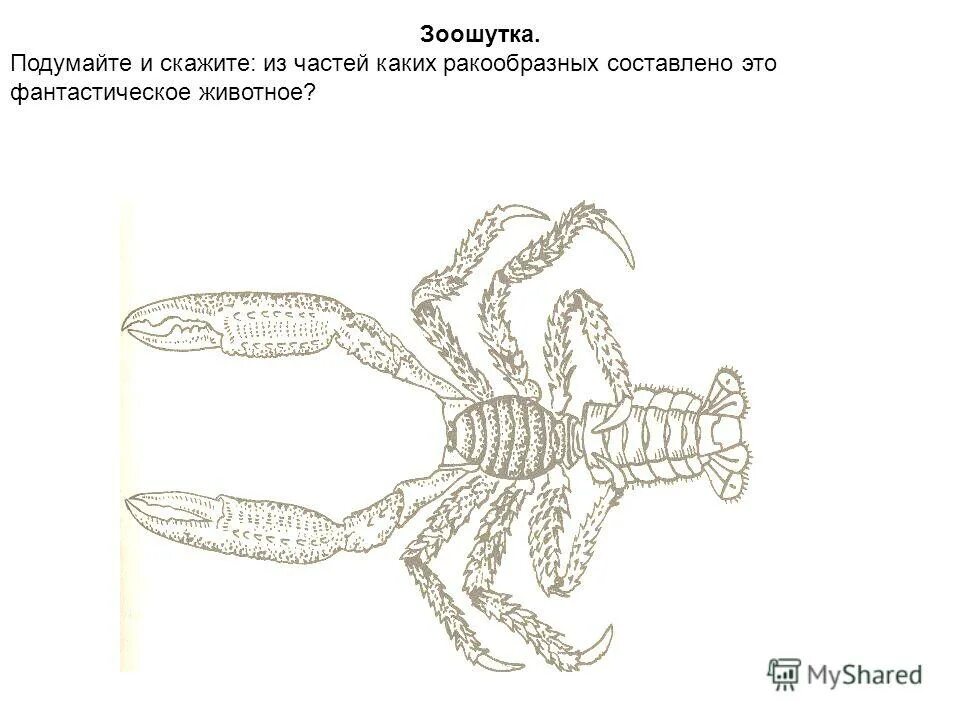 Членистоногие тело. Членистоногие мем рисунок. Циклоп членистоногое рисунок. Циклоп рачок рисунок. Изобразить членистоногого рисунок.