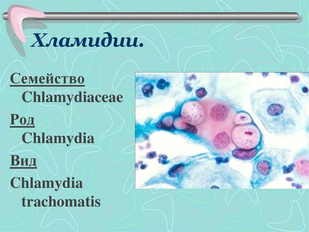 Типы хламидий. Chlamydia trachomatis микробиология. Морфология хламидии трахоматис. Хламидии (семейство Chlamydiaceae) микоплазма. Хламидия морфология.