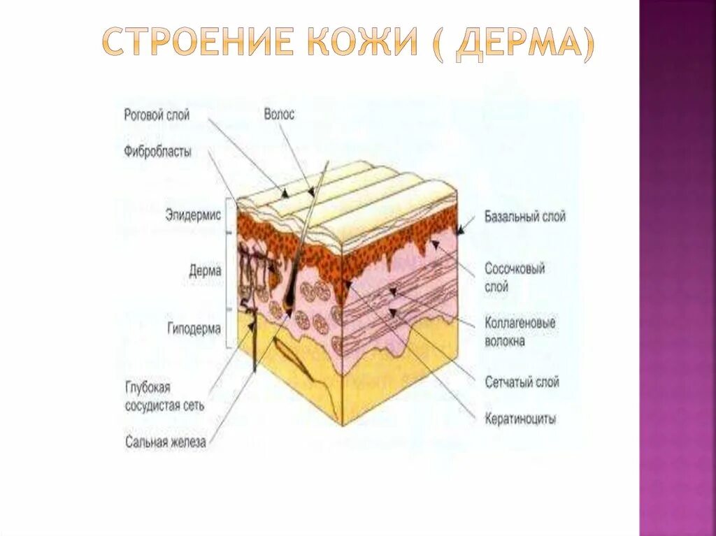 Какие структуры в дерме человека. Строение дермы кожи человека. Строение кожи слои дермы. Сосочковый и сетчатый слой дермы. Строение сетчатого слоя дермы.