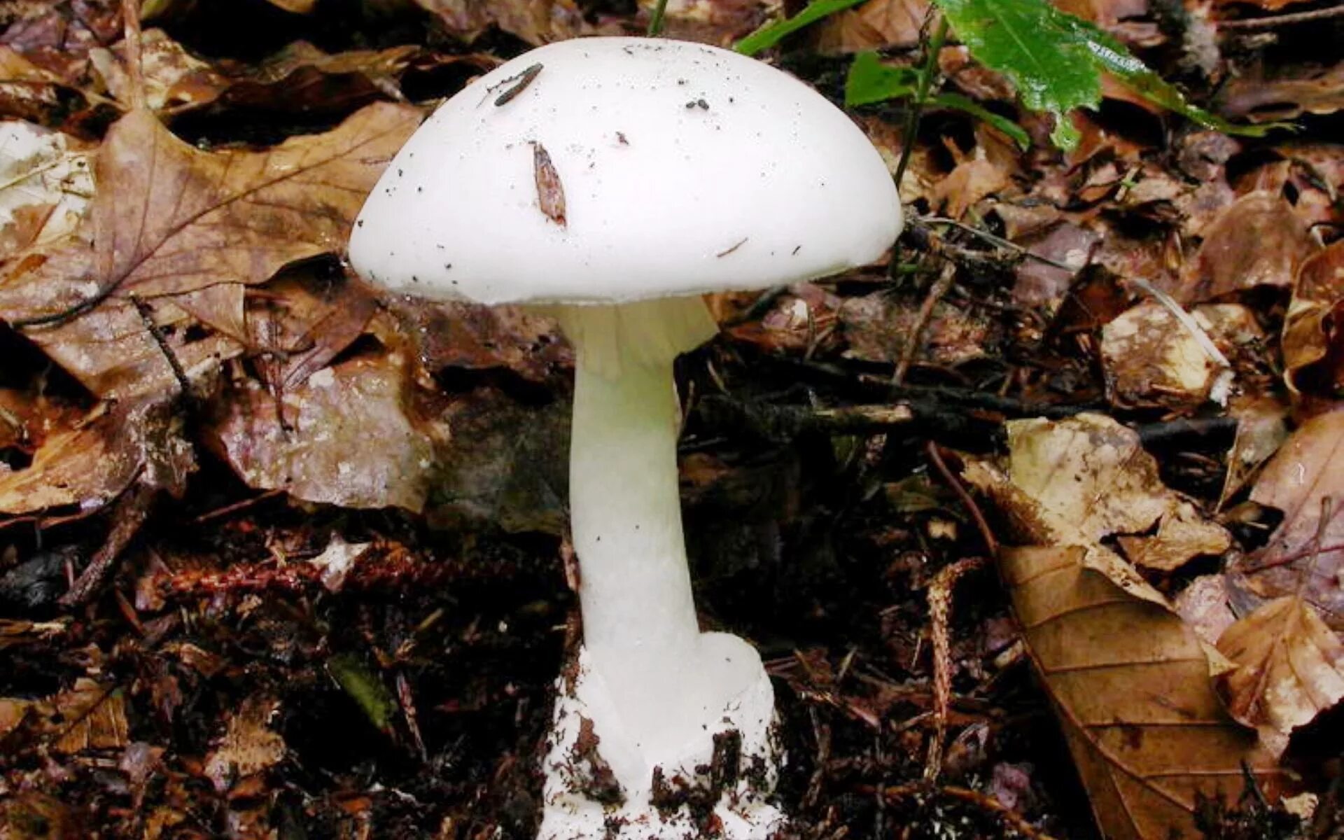 Amanita phalloides гриб. Бледная поганка (amanita phalloides). Изображение бледной поганки. Гриб поганка обыкновенная. Amanita phalloides гриб.