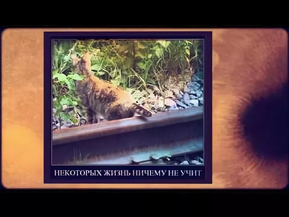 Ничему жизнь не учит. Некоторых жизнь ничему не учит кот. демотиватор некоторых жизнь ничему не учит. ничему жизнь не учит мем. ничему жизнь не учит кот на рельсах.