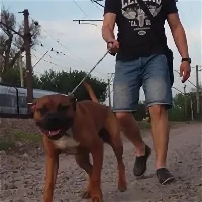 Фанут