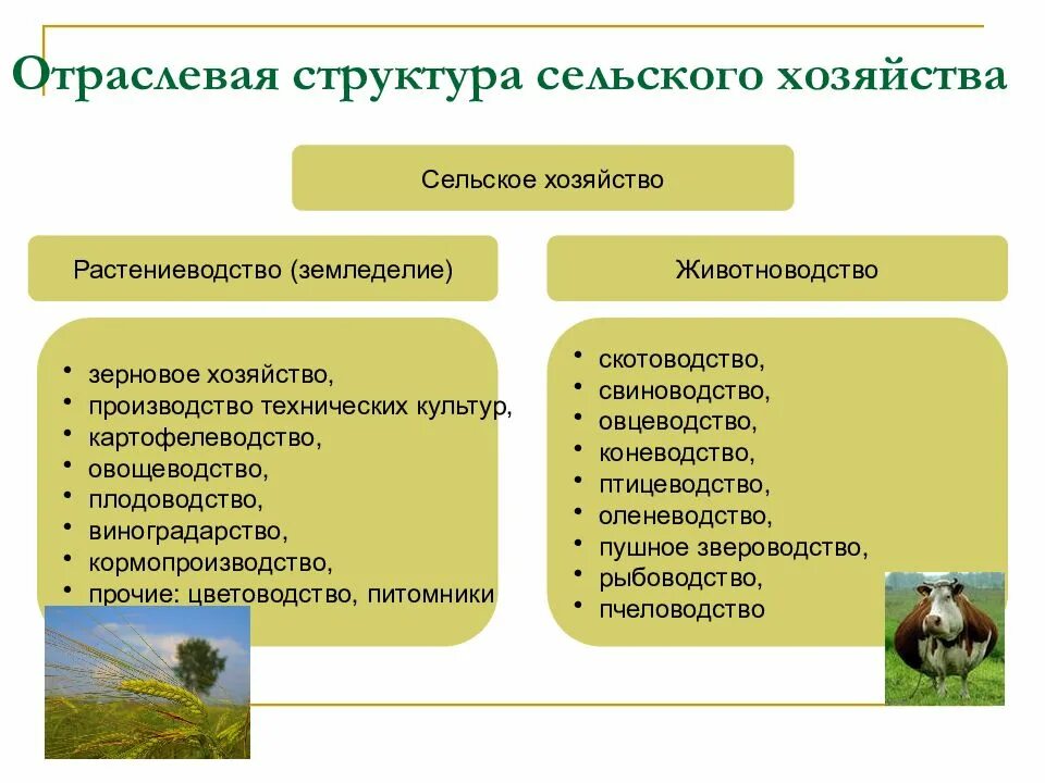 Отраслевой состав растениеводства и животноводства. Сельское хозяйство схема Растениеводство животноводство. Структура сельского хозяйства. Сельское хозяйство структура отрасли. Приоритетные направления сельского хозяйствах