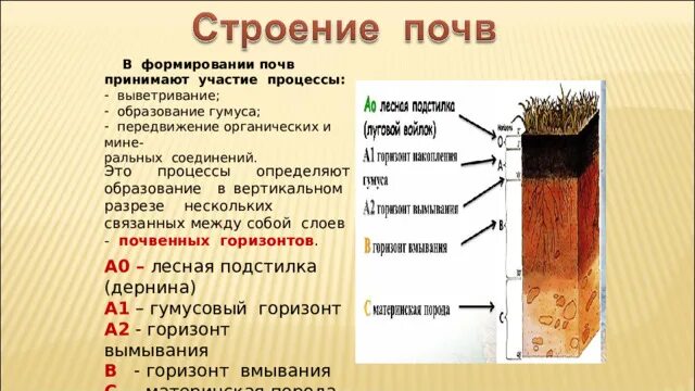 Вертикальный разрез почвы. Почва особое природное тело. Процессы принимающие участие в формировании почв. Почва особое природное тело 8 класс.