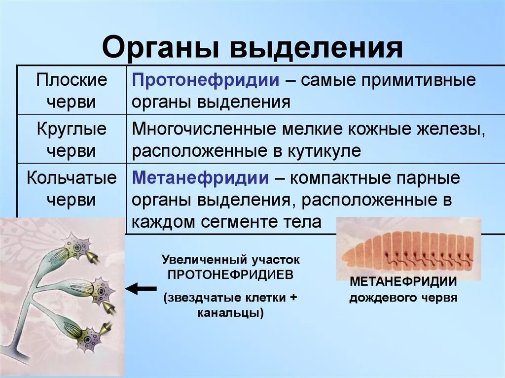 Органы выделения система круглых червей. Органы выделения круглых червей название. Органы выделения плоских червей 7 класс. Выделение у плоских червей 6 класс.