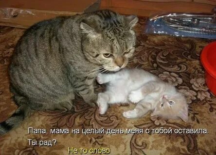 Анекдоты про коте