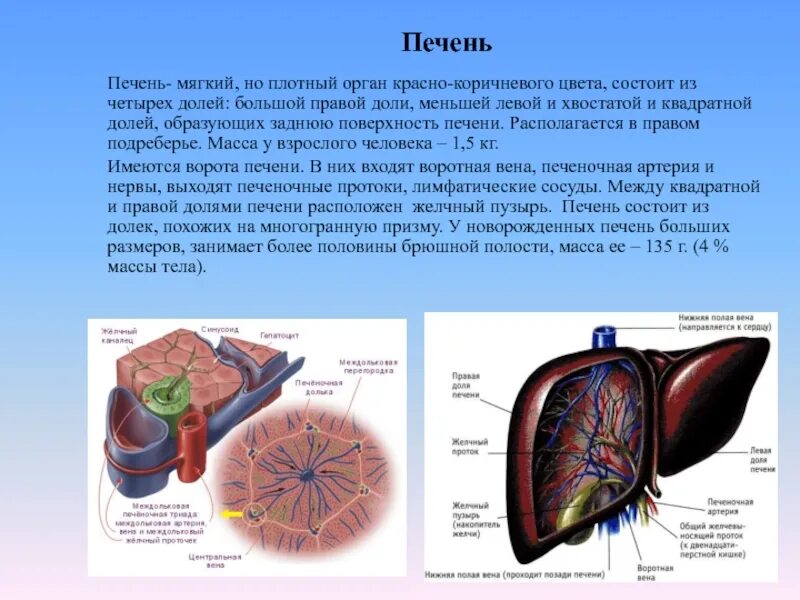 Печень какой формы. Диафрагмальная поверхность печени анатомия. Наружное строение печени анатомия. Строение печени вид спереди. Строение печени доли.