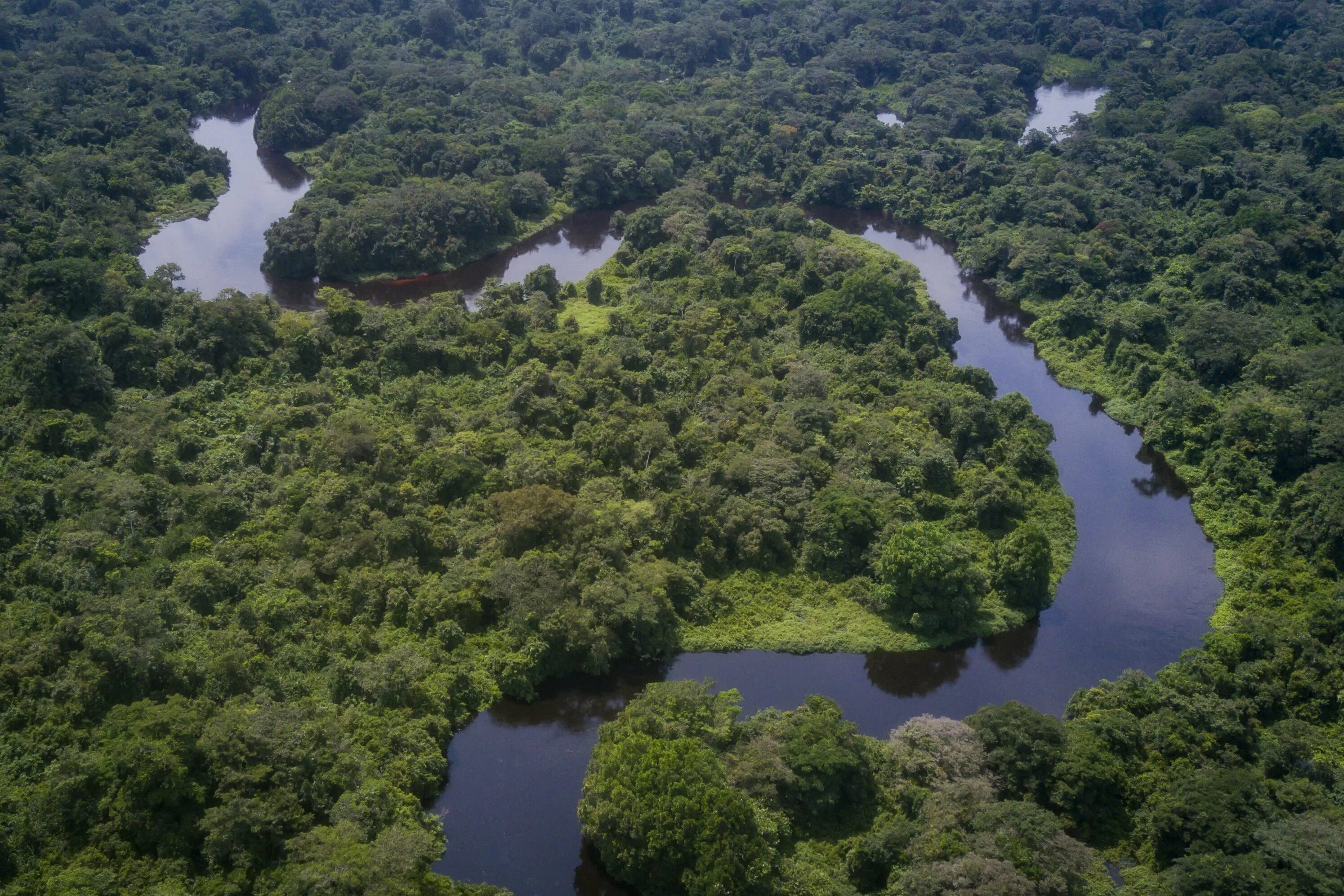 Почему река конго. Национальный парк Салонга. Река Конго национальный парк Салонга. Национальный парк Салонга в Африке. Демократическая Республика Конго впадина Конго.